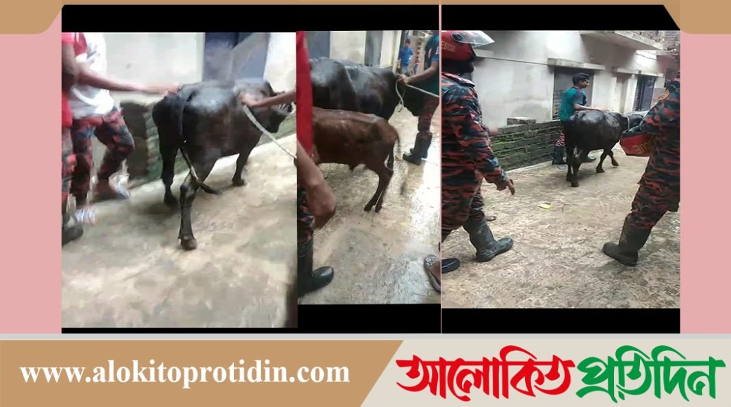নোয়াখালীতে ৯৯৯ ফোন পেয়ে ফায়ারসার্ভিসের শ্বাসরুদ্ধকর অভিযানে আটকে পড়া গরু উদ্ধার 