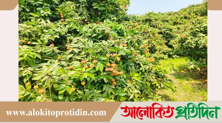 বাজারে আসতে শুরু করেছে সোনারগাঁয়ের রসালো লিচু