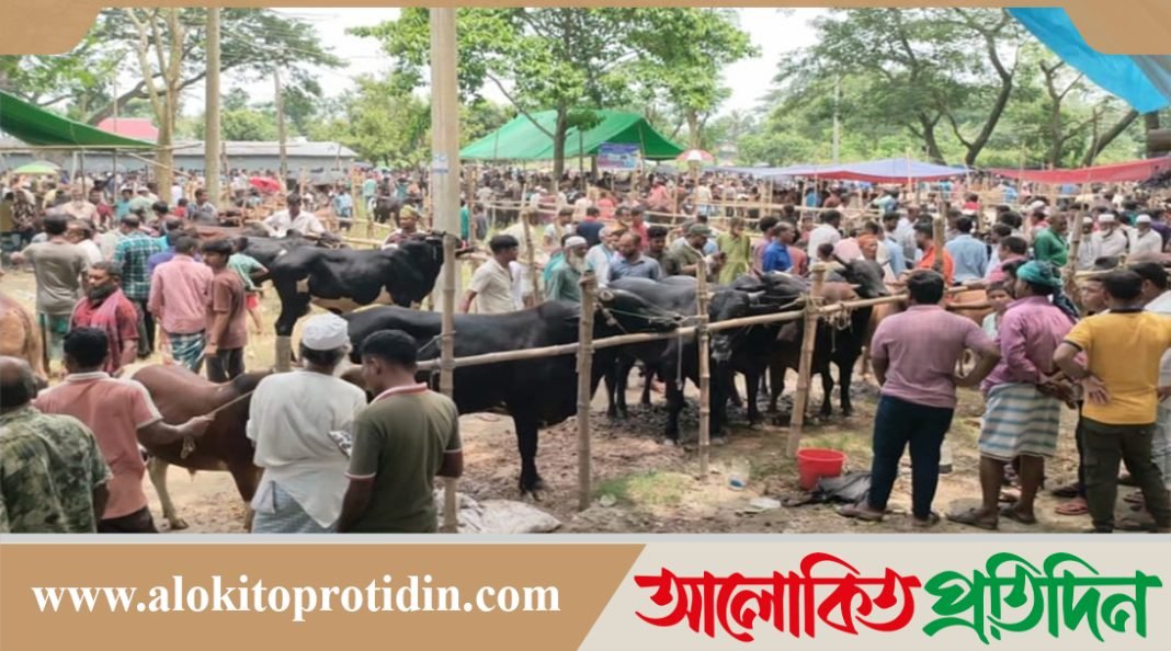নবীনগরে বৃষ্টিকে উপেক্ষা করে জমে উঠেছে কোরবানির পশুর হাট