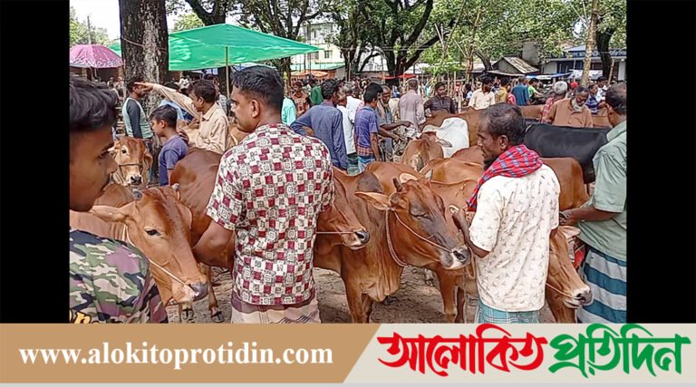বগুড়া সদর উপজেলাধীন নামুজা কুরবানির হাটে উপচে পড়া ভিড়