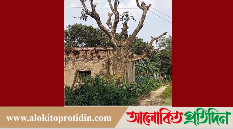 বগুড়ায় শিবগঞ্জ উপজেলার মাঝিহট্ট ইউনিয়নে রাস্তার সরকারি গাছ কর্তন