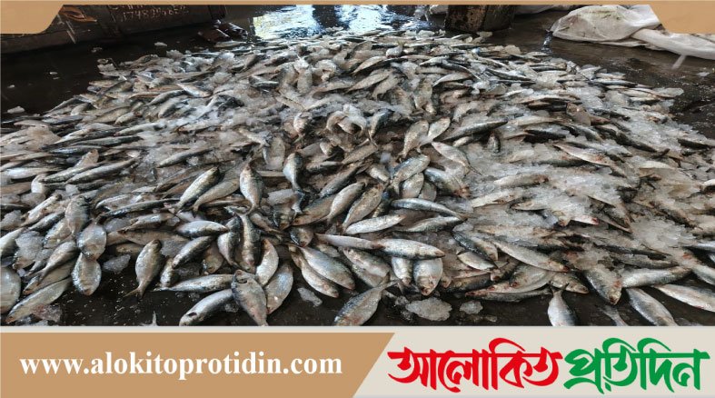 পাথরঘাটায় নদী-উপকূলে ইলিশ ধরায় আসছে নিষেধাজ্ঞা,জেলেদের দুশ্চিন্তা বাড়ছে