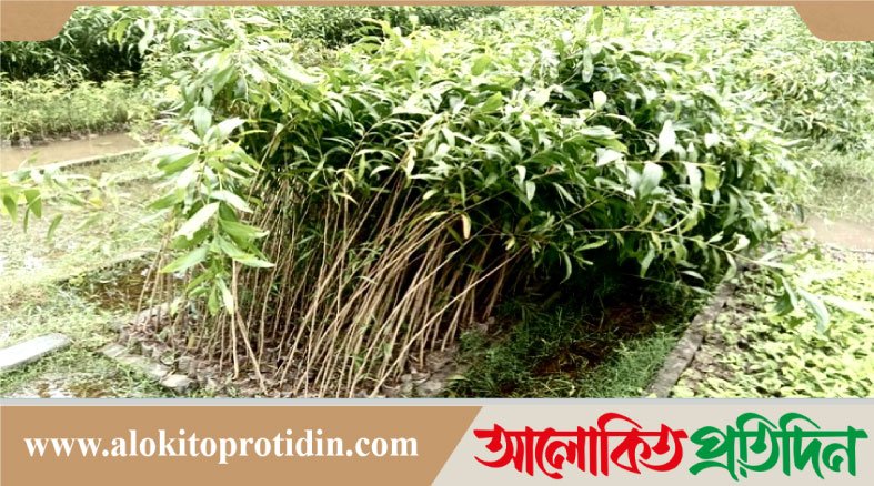 নিষিদ্ধ গাছের চারা রোপণের প্রতিযোগিতা