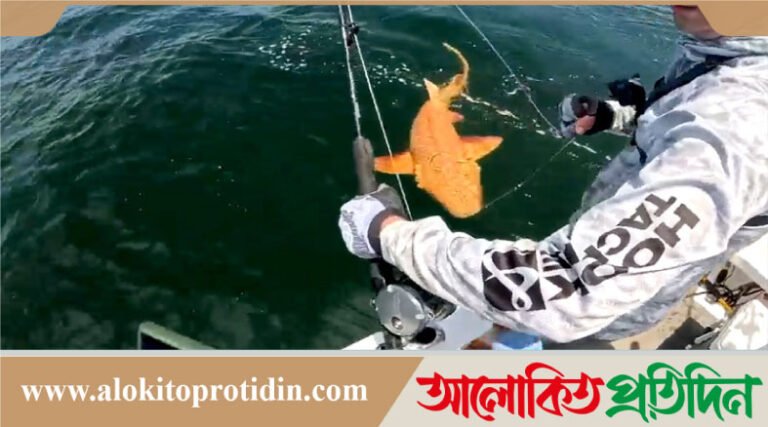 বিশ্বে প্রথমবার দেখা গেলো বিরল প্রজাতির সোনালি হাঙর