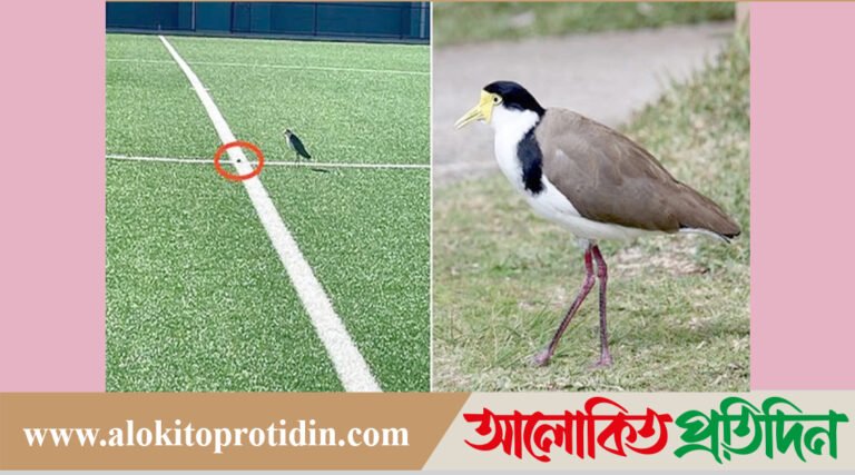 খেলার মাঠে ডিম পাড়ল পাখি, ১ মাসের জন্য খেলা বন্ধ!