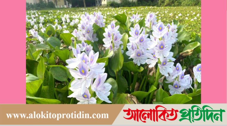 নীলফামারীর কিশোরগঞ্জে গরমে মুগ্ধতা ছড়াচ্ছে কচুরিপানার ফুল