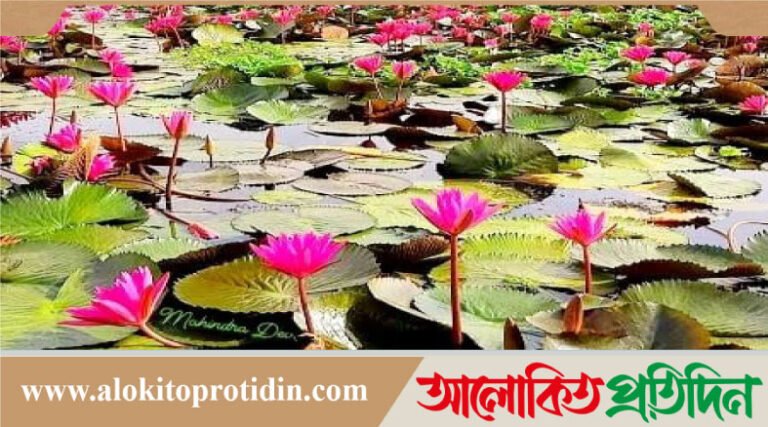 নবীনগরে পুকুর জুড়ে লাল শাপলার অপরূপ সৌন্দর্যে মুগ্ধ স্থানীয়রা 