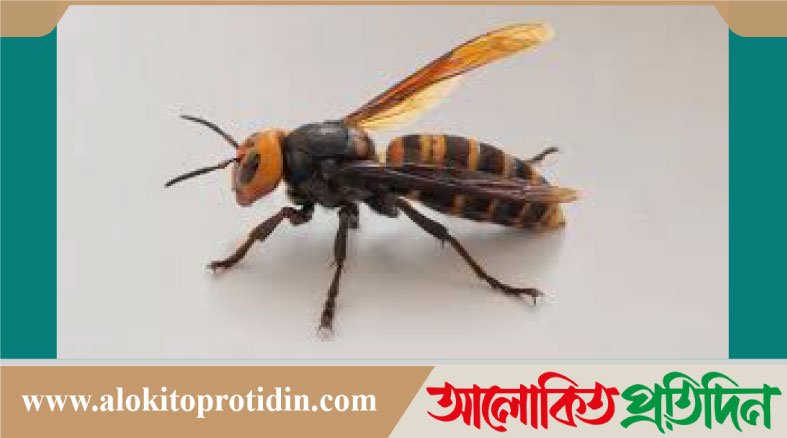 নবীনগরে ভিমরুলের কামড়ে এক শিশুর মৃত্যু