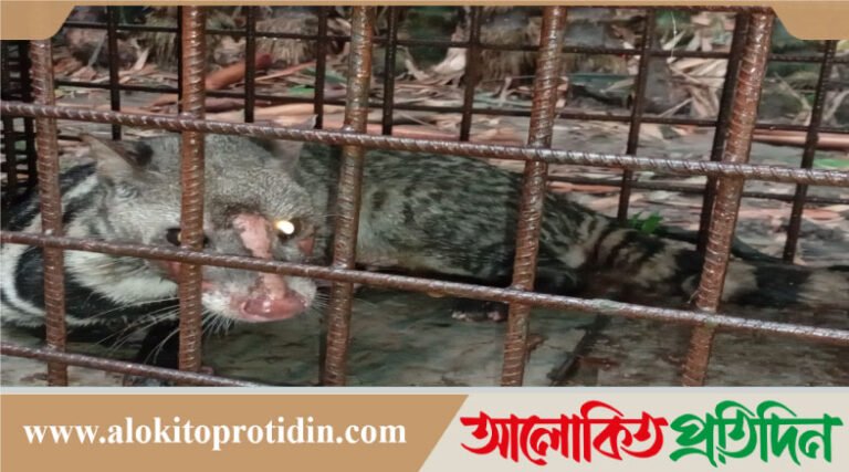 নেত্রকোণার আটপাড়ায় গন্ধগোকুল বিরল প্রাণী ধরা পড়েছে