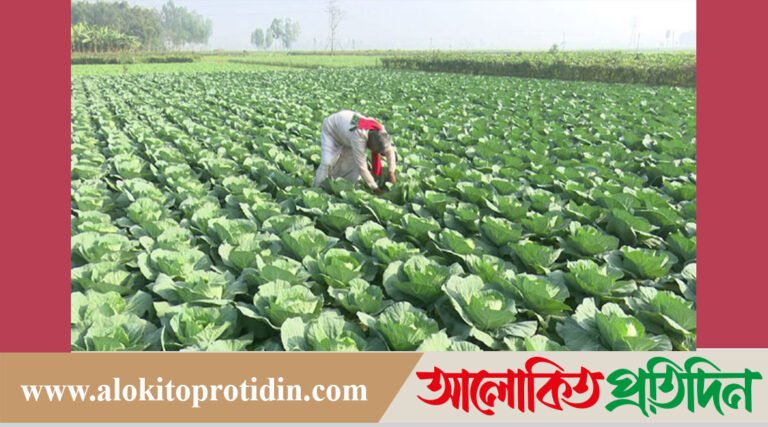  আগাম ফুলকপি চাষে ব্যস্ত কৃষকরা