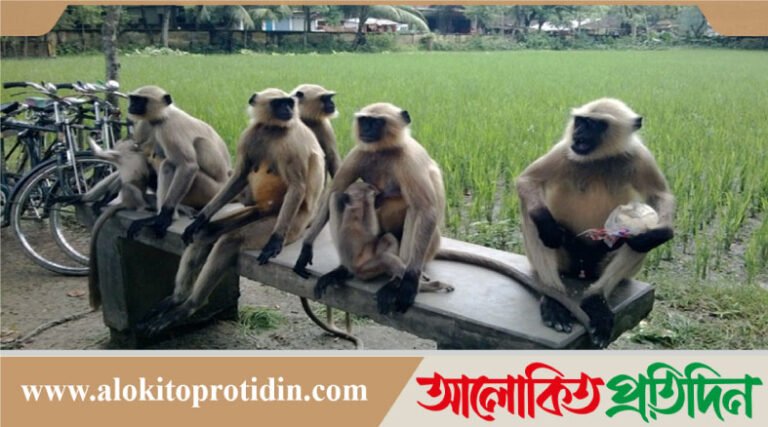 যশোরের কেশবপুরে হুনুমানের সংখ্যা বাড়ছে