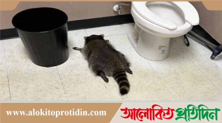 মদের দোকানে ঢুকে মদ খেয়ে মাতাল হয়ে রইল র‌্যাকুন