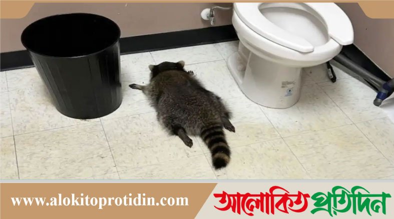 মদের দোকানে ঢুকে মদ খেয়ে মাতাল হয়ে রইল র‌্যাকুন