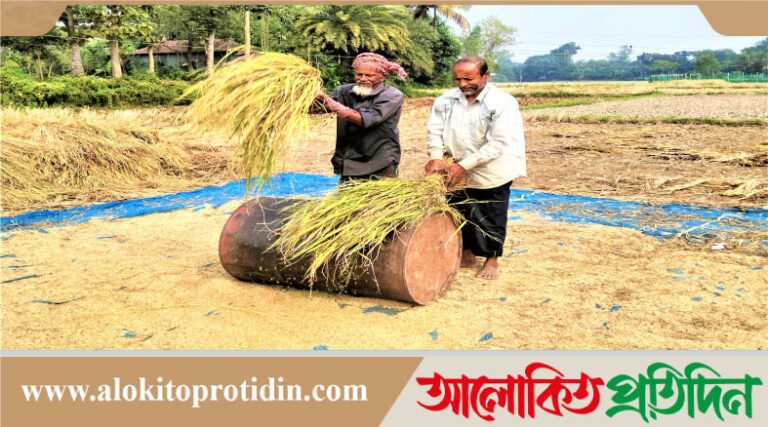 আমন ধানের বাম্পার ফলনে কৃষকের মুখে হাসির ঝিলিক