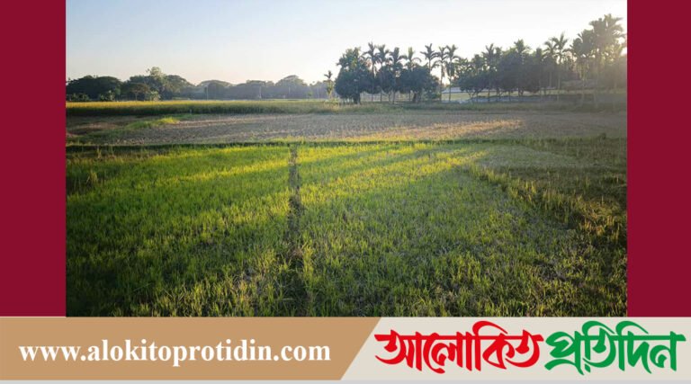 ময়মনসিংহে রাতের অন্ধকারে ধান কেটে নিল প্রতিপক্ষরা