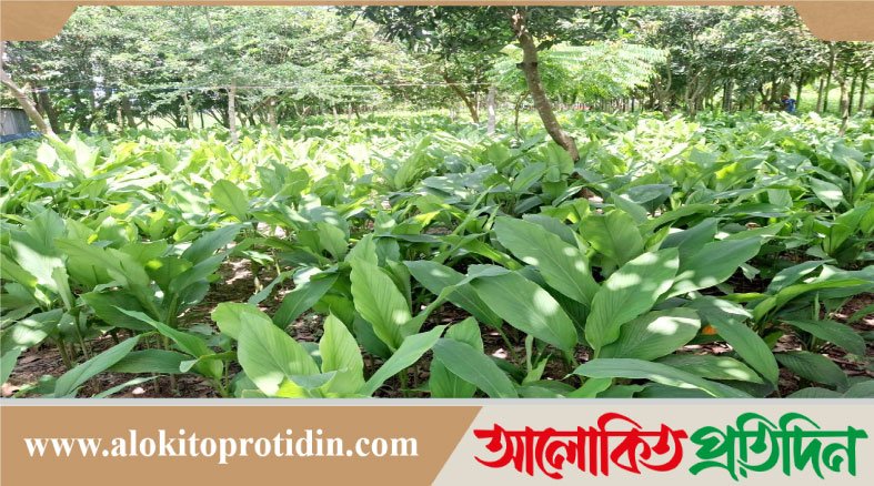নবীনগরে ফল বাগানের ছায়ায় হলুদ চাষে লাভবান কৃষক জামির