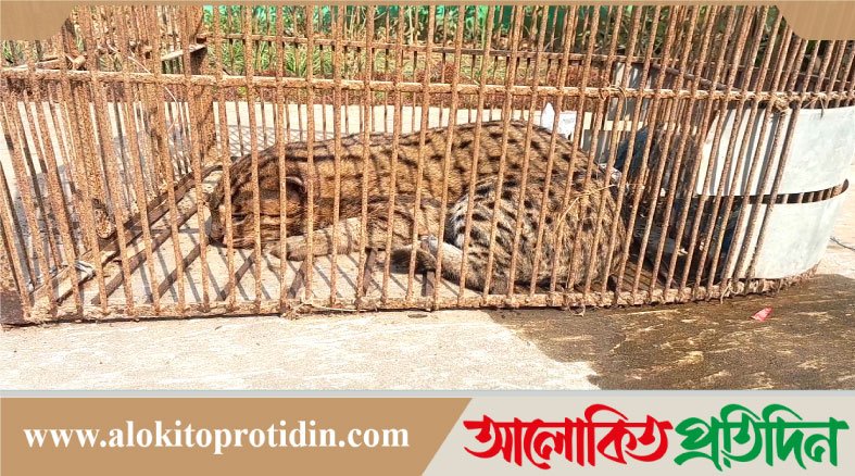 নেত্রকোনায় আহত অবস্থায় গন্ধবকুল (মেছো বাঘ) উদ্ধার