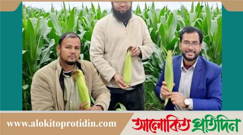 নবীনগরে এই প্রথম সুইট কর্ণ চাষে সাফল্য