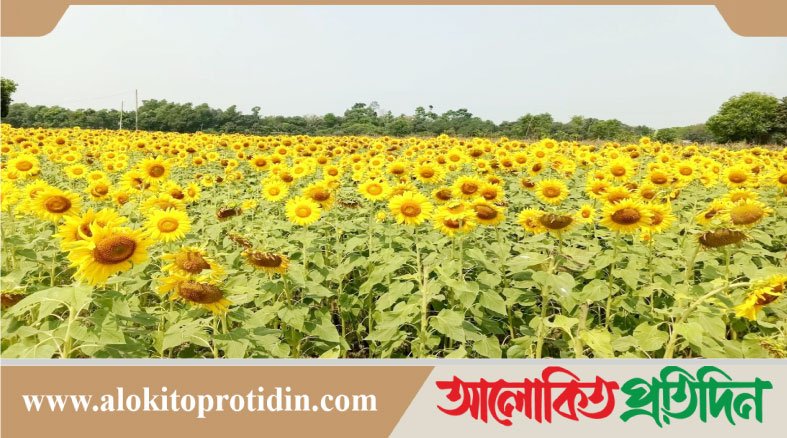 নবীনগরে সূর্যমুখীর চাষে কৃষিতে সম্ভাবনার নতুন দিগন্ত