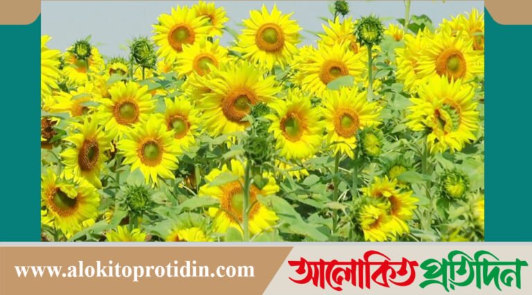 সবুজ পাতার ফাঁকে উঁকি দিচ্ছে সূর্যমুখী