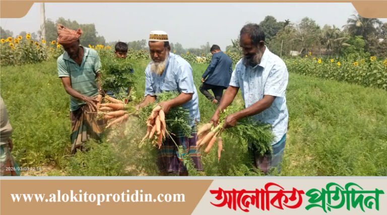 নাগরপুরে বানিজ্যক গাজর চাষে সফল কৃষক