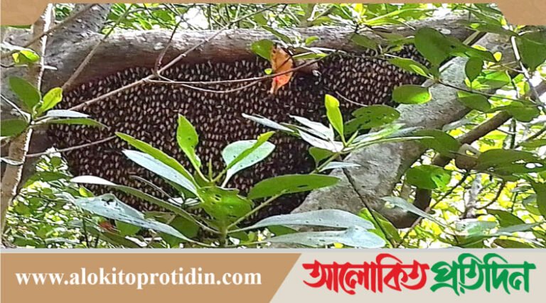 বনদ*স্যু আ*তঙ্ক নিয়ে মধু আহরণে সুন্দরবনে যাচ্ছেন মৌয়ালরা