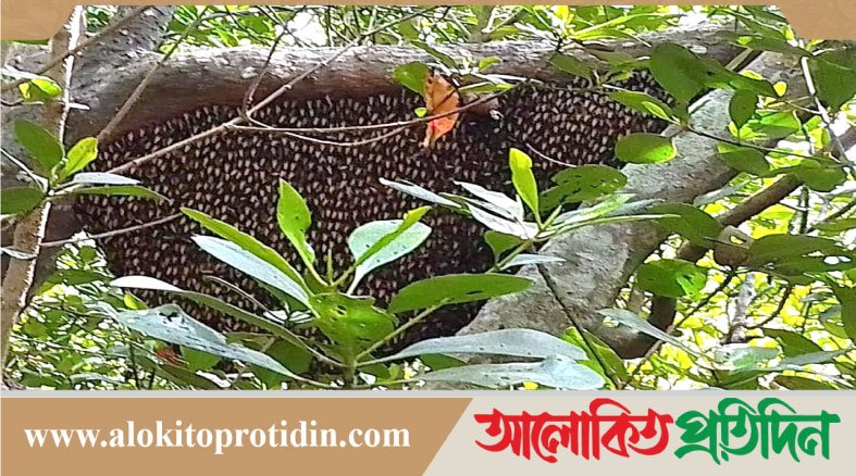 বনদ*স্যু আ*তঙ্ক নিয়ে মধু আহরণে সুন্দরবনে যাচ্ছেন মৌয়ালরা