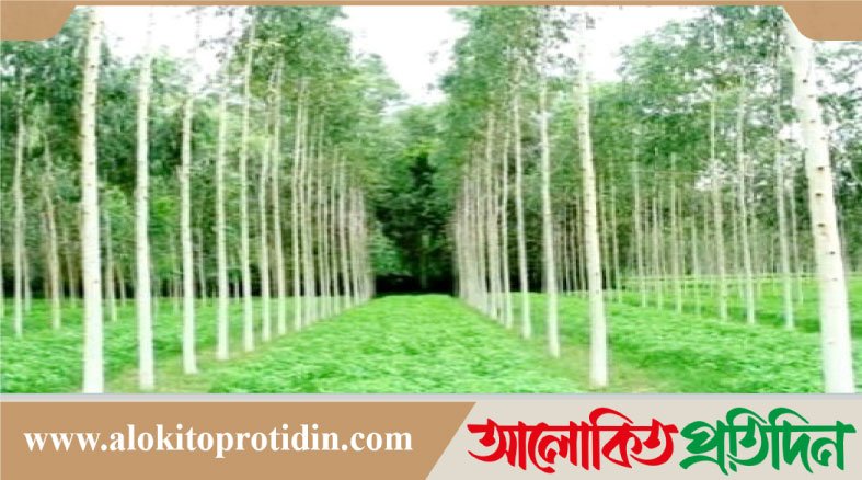 নবীনগরে পরিবেশের জন্য ক্ষতিকর ইউক্যালিপটাস গাছ রোপণ বন্ধ হচ্ছে না