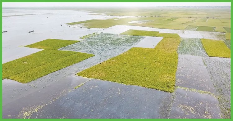 অতিবৃষ্টিতে হাওরের পাকা ধান তলিয়ে যাচ্ছে, বিপাকে কৃষক