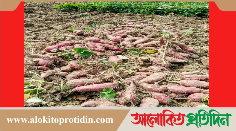 সারিয়াকান্দিতে মিষ্টি আলু'র বাম্পার ফলন রপ্তানি হচ্ছে জাপানে