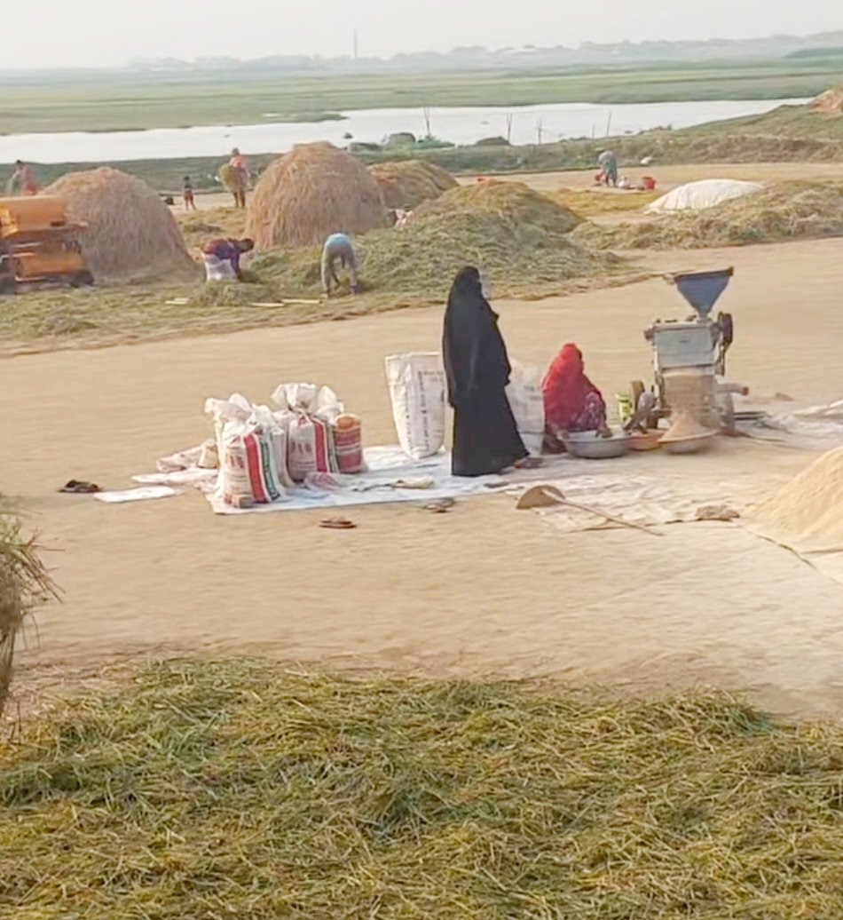 নবীনগরে বোরো ধান কর্তন শুরু 