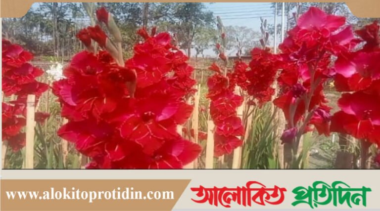 ফুল চাষে নতুন সম্ভাবনা 'বিনা গ্ল্যাডিওলাস-১