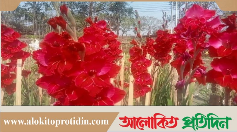 ফুল চাষে নতুন সম্ভাবনা 'বিনা গ্ল্যাডিওলাস-১