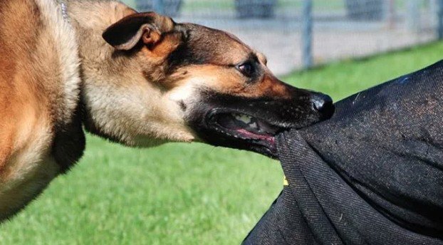 টাঙ্গাইলে কুকুরের কা*মড়ে ৯ শিশুসহ ৫৪ জন আ*হত