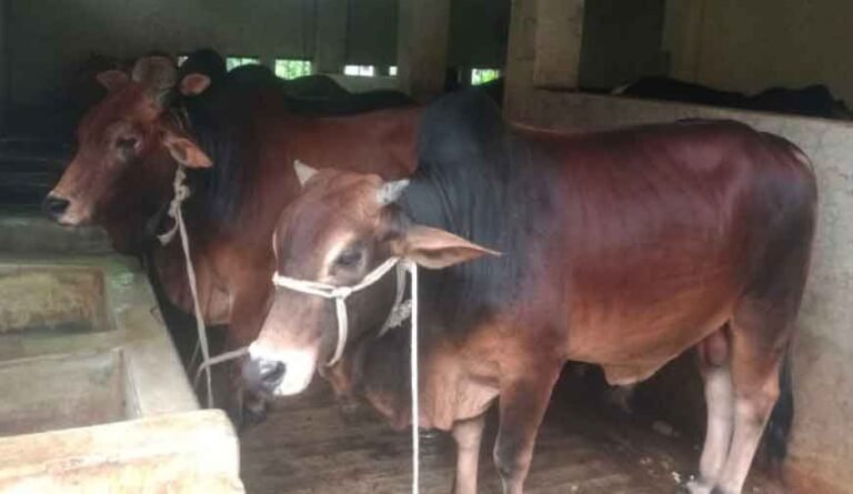 যশোরে ঈদুল আজহাকে সামনে রেখে গবাদিপশু লালন-পালনে ব্যস্ত খামারিরা