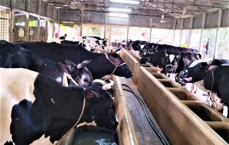 টাঙ্গাইলে হাইওয়ে ও পশুর হাটে চাঁ*দাবাজি বন্ধের দা*বি
