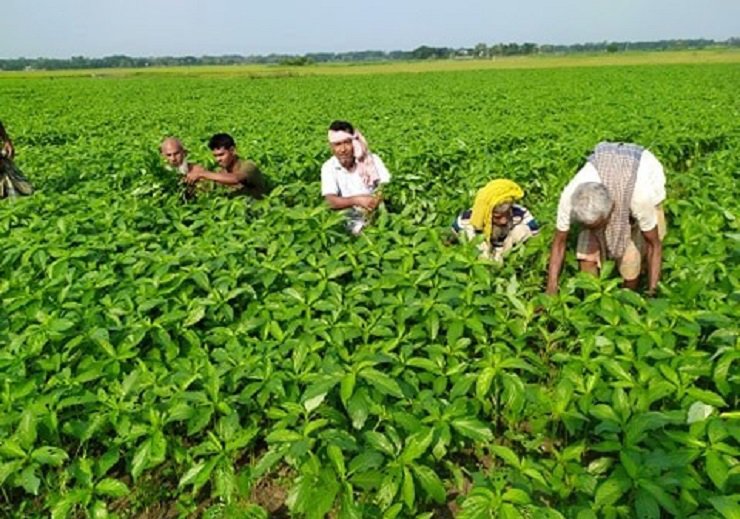 যশোরে পাট গাছের চারায় পোকার উপদ্রব, কৃষকের দুঃচিন্তা