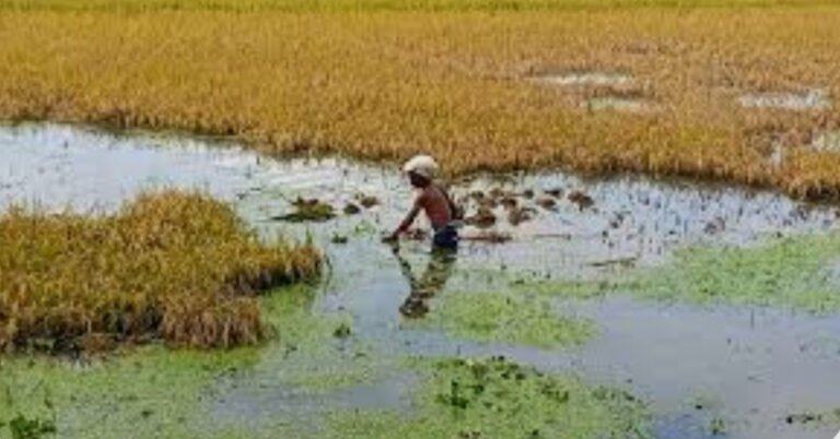 নেত্রকোনায় হাওরের পানিতে তলিয়ে গেছে ১১ হাজার ৩শত ২০হেক্টর জমির ধান
