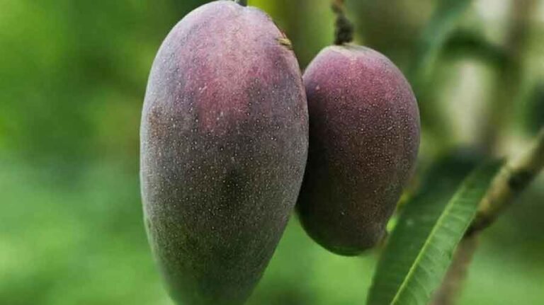 মিয়াজাকি আম এত দামি কেন