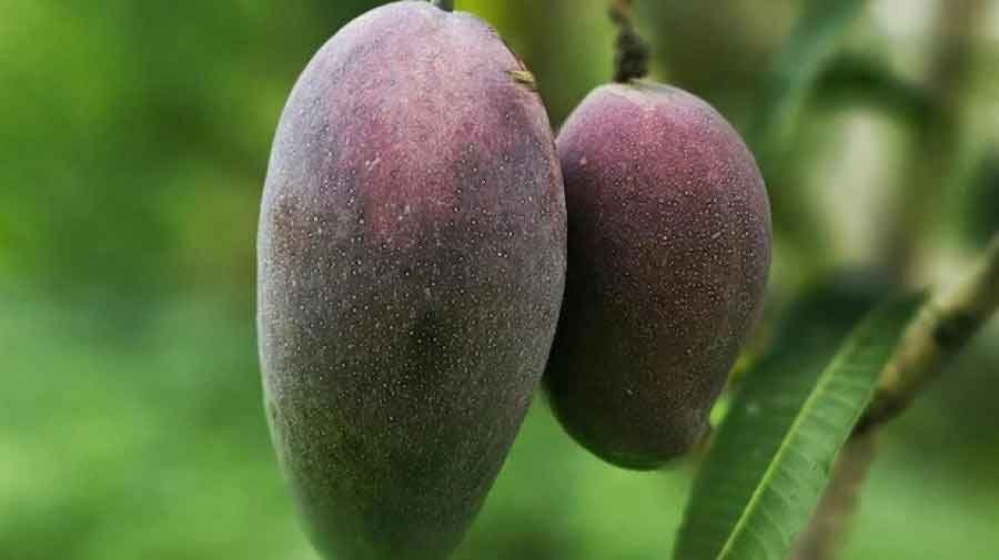মিয়াজাকি আম এত দামি কেন
