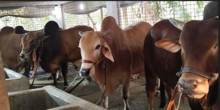 কোরবানির জন্য গোপালগঞ্জে প্রস্তুত ৪০ হাজার পশু