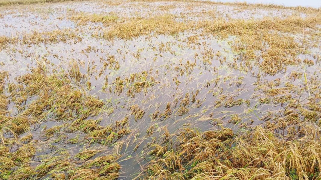 তাড়াইলে কৃষকের স্বপ্ন পানির নিচে