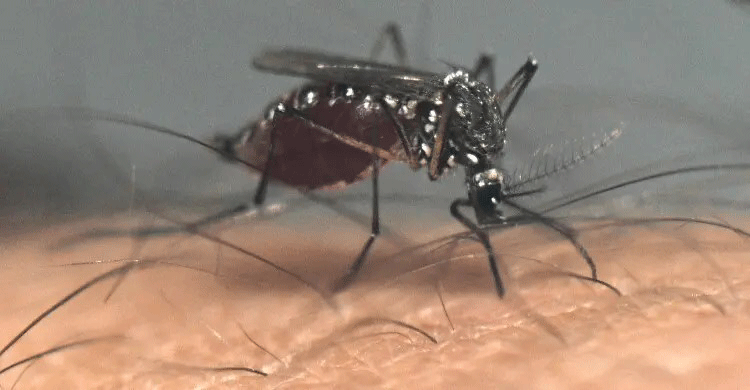 কিছু মানুষকে কেন বেশি কামড়ায় মশা ? গবেষণায় উঠে এল আসল কারণ