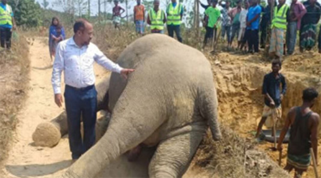 টেকনাফে পাহাড় থেকে পড়ে গুরুতর আহ#ত বন্য মা হাতি