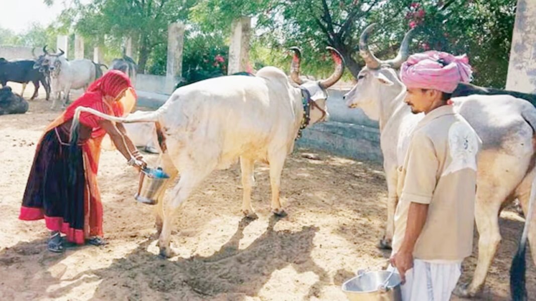 ভারতে সরকারি উদ্যোগে গোমূত্র সংগ্রহ, লিটারপ্রতি ২০ রুপি দেওয়ার পরিকল্পনা