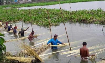 বকশীগঞ্জে পাটের উৎপাদন আশাব্যঞ্জক-ন্যায্যমূল্যের অপেক্ষায় কৃষক
